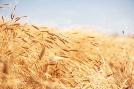 All About Einkorn Grain